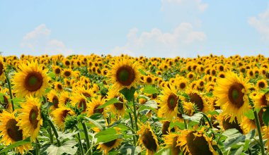Yaz güneşinde bir ayçiçeği tarlası