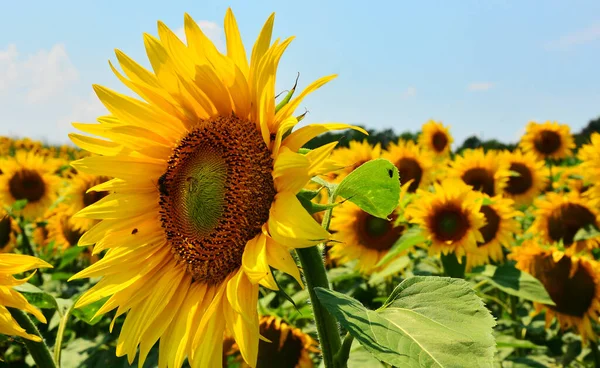 Detailní Záběr Hlavu Slunečnicového Květu Textury Tyčinek — Stock fotografie