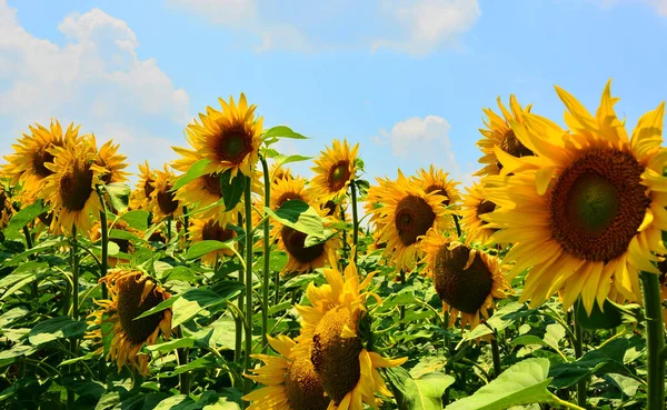 Slunečnicové Přírodní Pozadí Slunečnicový Květ — Stock fotografie