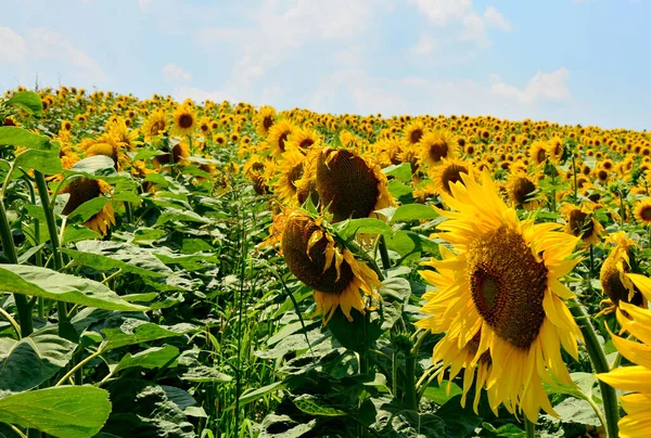 Yaz güneşinde bir ayçiçeği tarlası