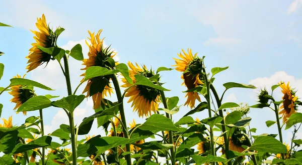 Field Sunflowers Summer Sunshine — Stock Photo, Image