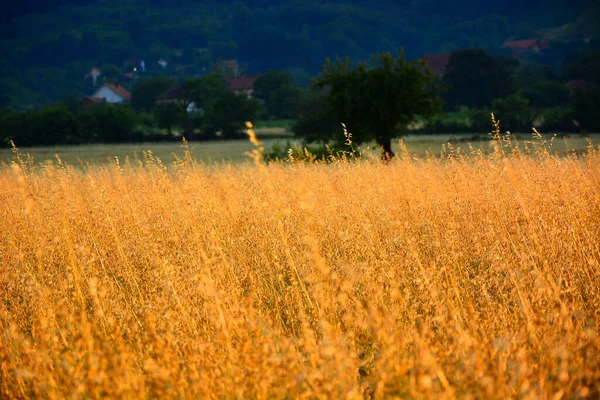 Buğday tarlası. Altın buğday kulakları yakında. Güzel Doğa Günbatımı Manzarası. Parlayan Güneş Işığı Altında Kırsal Manzara. Olgunlaşan çayırlık buğday tarlalarının arka planı. Zengin hasat kavramı
