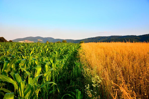Buğday tarlası. Altın buğday kulakları yakında. Güzel Doğa Günbatımı Manzarası. Parlayan Güneş Işığı Altında Kırsal Manzara. Olgunlaşan çayırlık buğday tarlalarının arka planı. Zengin hasat kavramı