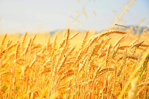 Buğday tarlası. Altın buğday kulakları yakında. Güzel Doğa Günbatımı Manzarası. Parlayan Güneş Işığı Altında Kırsal Manzara. Olgunlaşan çayırlık buğday tarlalarının arka planı. Zengin hasat kavramı
