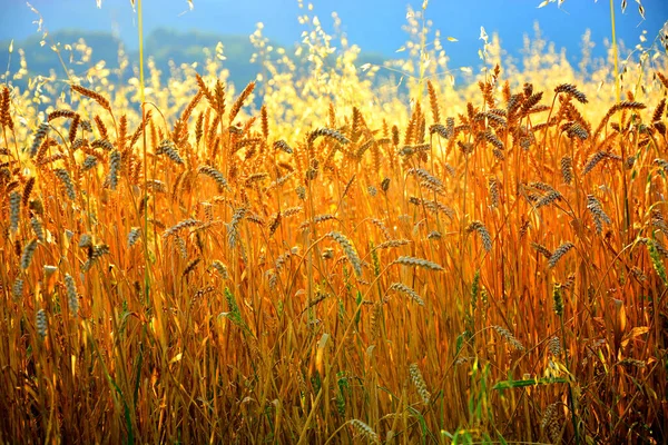 Buğday tarlası. Altın buğday kulakları yakında. Güzel Doğa Günbatımı Manzarası. Parlayan Güneş Işığı Altında Kırsal Manzara. Olgunlaşan çayırlık buğday tarlalarının arka planı. Zengin hasat kavramı
