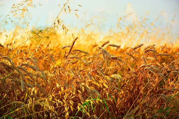 Buğday tarlası. Altın buğday kulakları yakında. Güzel Doğa Günbatımı Manzarası. Parlayan Güneş Işığı Altında Kırsal Manzara. Olgunlaşan çayırlık buğday tarlalarının arka planı. Zengin hasat kavramı