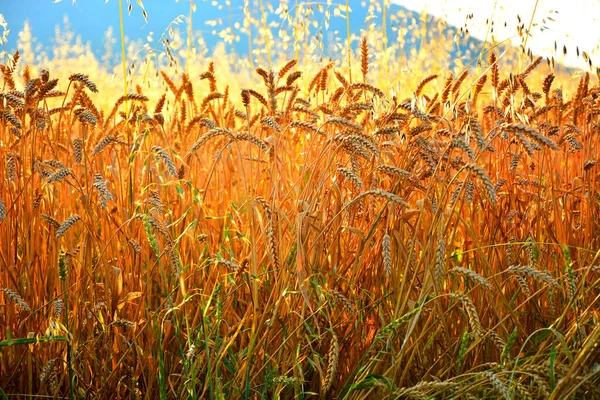 Buğday tarlası. Altın buğday kulakları yakında. Güzel Doğa Günbatımı Manzarası. Parlayan Güneş Işığı Altında Kırsal Manzara. Olgunlaşan çayırlık buğday tarlalarının arka planı. Zengin hasat kavramı