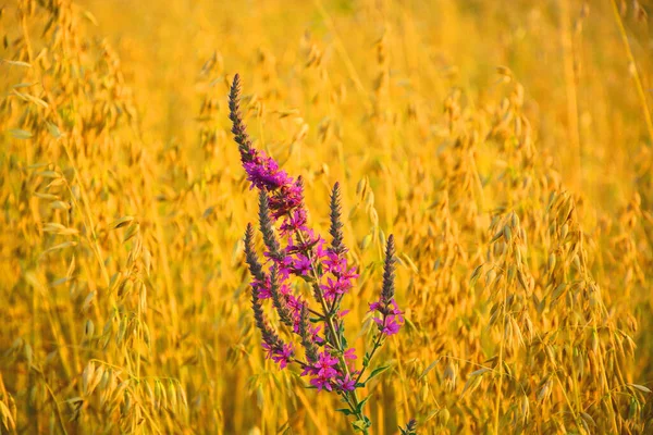 Buğday tarlası. Altın buğday kulakları yakında. Güzel Doğa Günbatımı Manzarası. Parlayan Güneş Işığı Altında Kırsal Manzara. Olgunlaşan çayırlık buğday tarlalarının arka planı. Zengin hasat kavramı