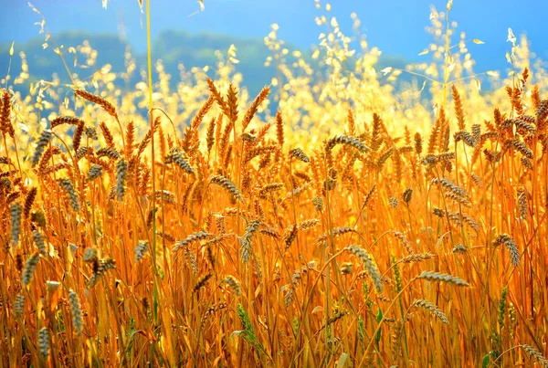 Buğday tarlası. Altın buğday kulakları yakında. Güzel Doğa Günbatımı Manzarası. Parlayan Güneş Işığı Altında Kırsal Manzara. Olgunlaşan çayırlık buğday tarlalarının arka planı. Zengin hasat kavramı