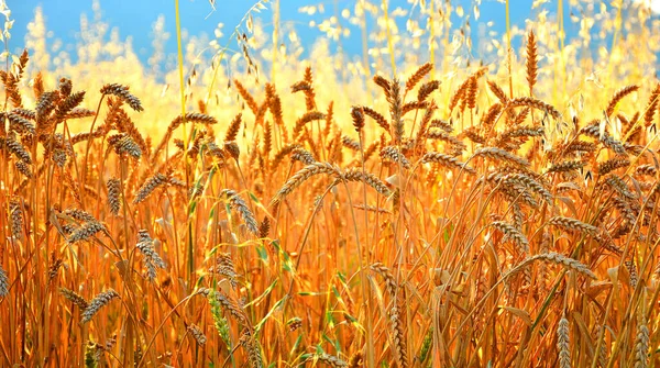 Buğday tarlası. Altın buğday kulakları yakında. Güzel Doğa Günbatımı Manzarası. Parlayan Güneş Işığı Altında Kırsal Manzara. Olgunlaşan çayırlık buğday tarlalarının arka planı. Zengin hasat kavramı
