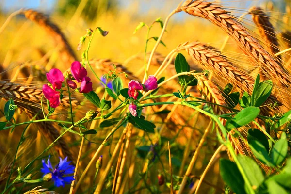 Buğday tarlası. Altın buğday kulakları yakında. Güzel Doğa Günbatımı Manzarası. Parlayan Güneş Işığı Altında Kırsal Manzara. Olgunlaşan çayırlık buğday tarlalarının arka planı. Zengin hasat kavramı