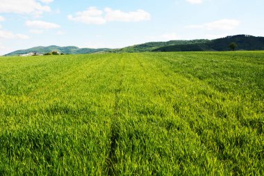 Yeşil çimen ve mavi gökyüzü. Parlak güneşli bir yaz günü. Idyllic manzara.