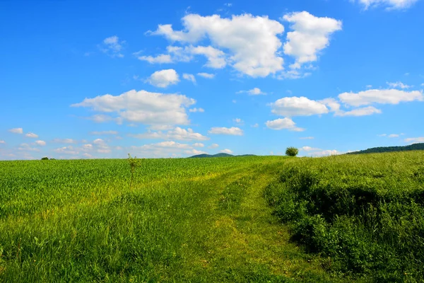Mavi gökyüzü ve bulutlu yamaçtaki yeşil çimlerin manzara görüntüsü.