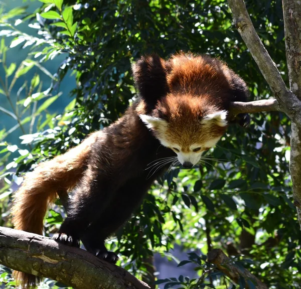 Panda rojo — Foto de Stock