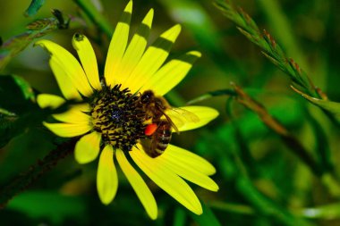 Lezzetli Hint Mutfak