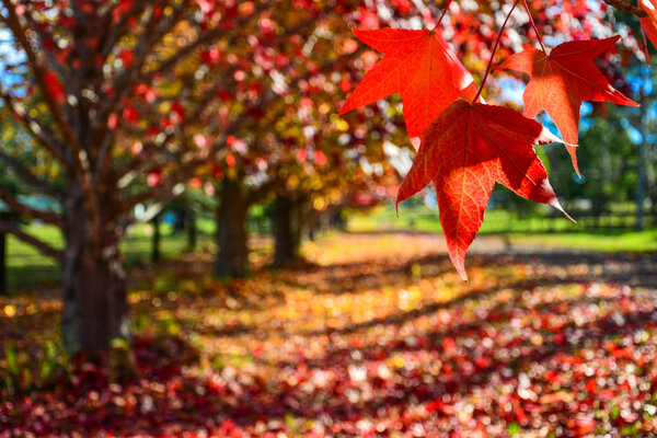 Autumn falls on sunset