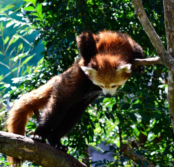 stock image Red Panda