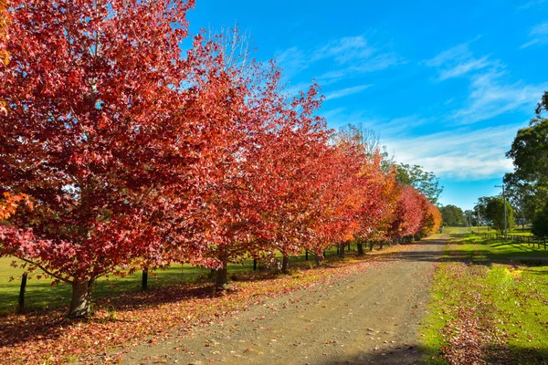 renkli ağaçlarda sonbahar