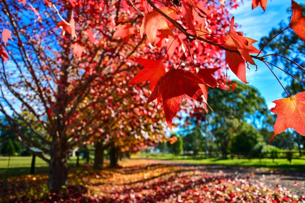 renkli ağaçlarda sonbahar