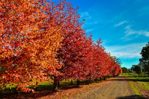 Alberi colorati in autunno Immagini Stock Royalty Free