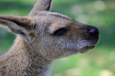 Avustralya kangeroo kafa vurdu