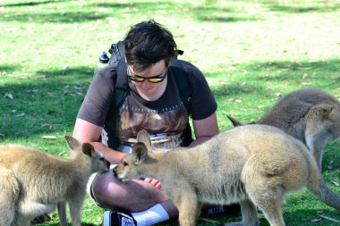 Australian Kangaroo with young man