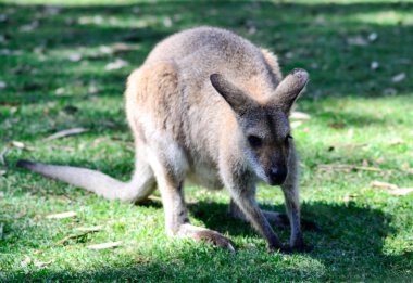 Avustralya kanguru