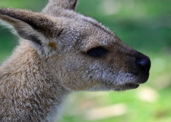 Avustralya kangeroo kafa vurdu — Stok fotoğraf