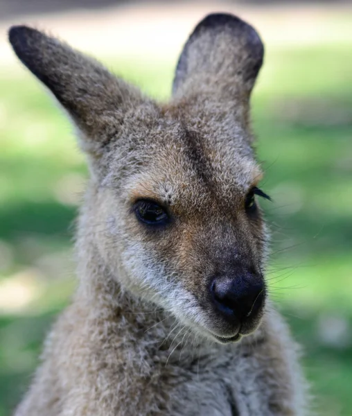 Australian Kangeroo Head Shot — Stock Photo, Image
