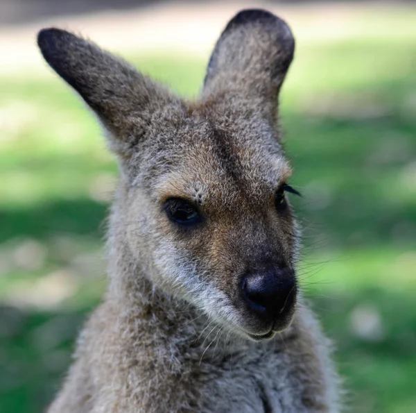 Avustralya kangeroo kafa vurdu — Stok fotoğraf