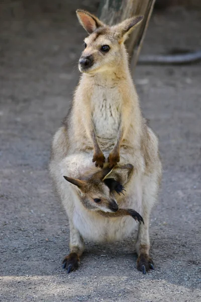 joey bir çantada ile Avustralya kanguru