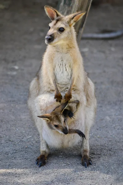 Australian Kangaroo with Joey in Pouch — Stock Photo, Image