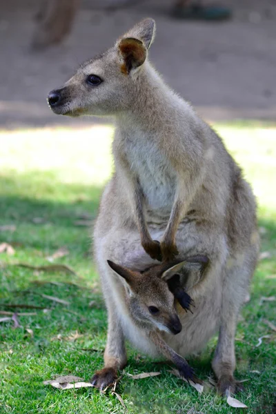 joey bir çantada ile Avustralya kanguru