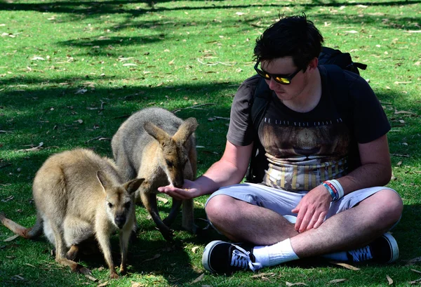 genç adam ile Avustralya kanguru