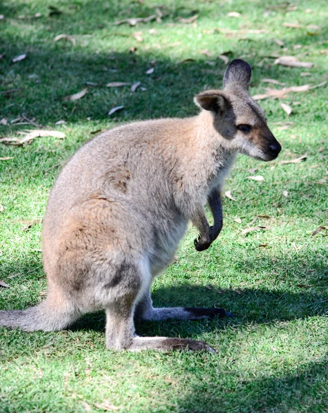 Avustralya kanguru