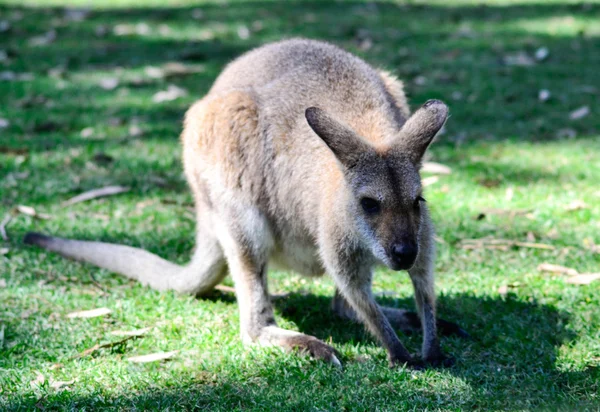 Avustralya kanguru