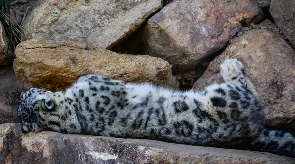 kar leoparı kayaların üzerinde yalan