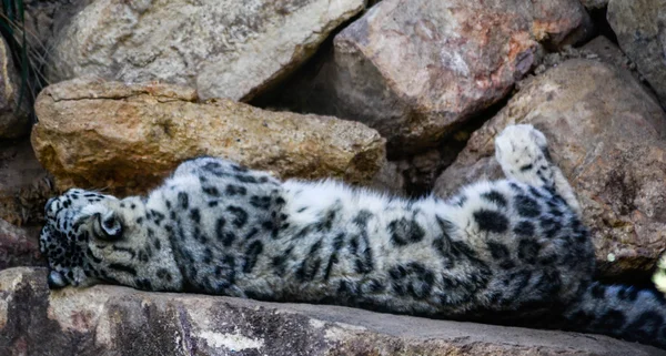Snow Leopard lying on rocks