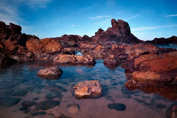 Forster kumsalda — Stok fotoğraf