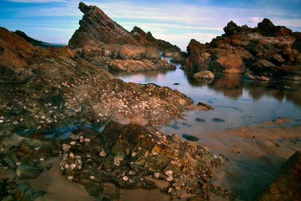 Forster kumsalda — Stok fotoğraf