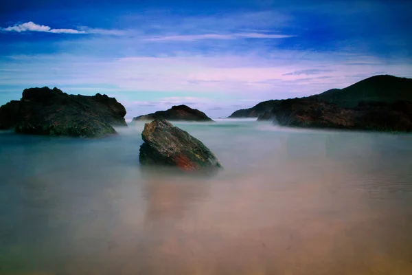 Forster kumsalda — Stok fotoğraf