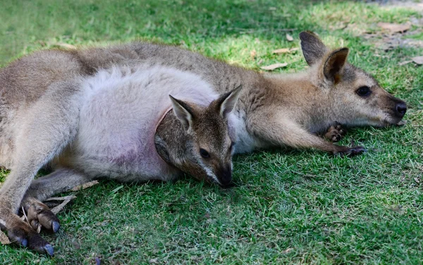 Australiensisk känguru med joey i påse Stockbild