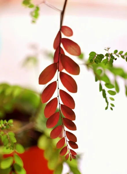 Červené Zelené Listy — Stock fotografie