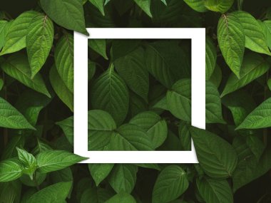 Yeşil yapraklı arka plan, Doğal arkaplan