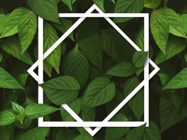 Yeşil yapraklı arka plan, Doğal arkaplan