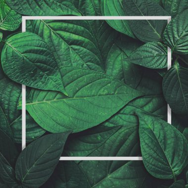 Yeşil yapraklı arka plan. tropik yapraklar