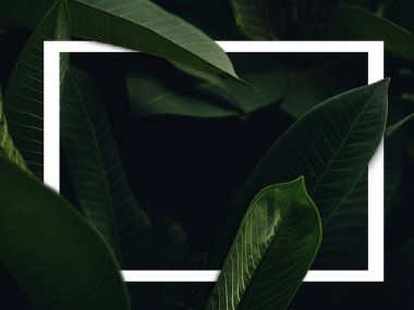 Yaprakları ağaç mahsulü tonu olan bir erik ağacı.