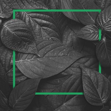  geride iz bırakır. tropik yaprak dokusu