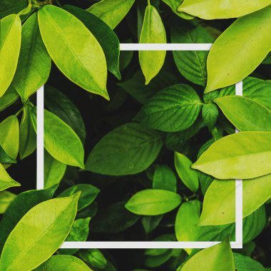 Yeşil yapraklı arka plan. tropik yapraklar