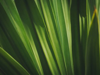 yeşil yapraklar doğa arkaplanı